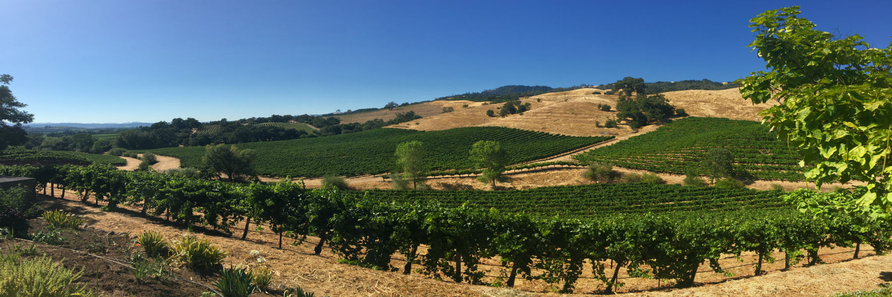 Vineyard on hill slope